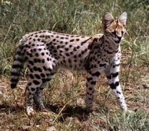 I gotcha! its the serval cat!